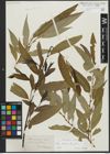 Foto von Salix alba L. x Salix fragilis L.